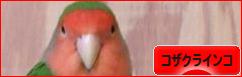 にほんブログ村 鳥ブログ コザクラインコへ