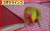 にほんブログ村 鳥ブログ コザクラインコへ