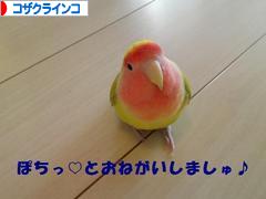 にほんブログ村 鳥ブログ コザクラインコへ