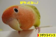 にほんブログ村 鳥ブログ コザクラインコへ
