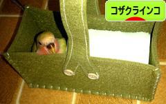 にほんブログ村 鳥ブログ コザクラインコへ