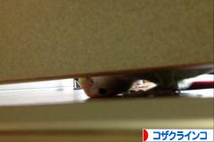 にほんブログ村 鳥ブログ コザクラインコへ