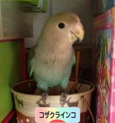 にほんブログ村 鳥ブログ コザクラインコへ