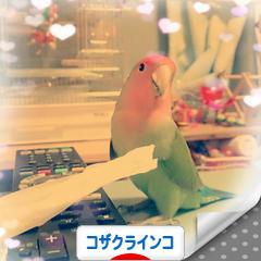 にほんブログ村 鳥ブログ コザクラインコへ