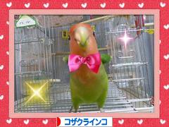 にほんブログ村 鳥ブログ コザクラインコへ