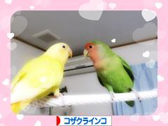 にほんブログ村 鳥ブログ コザクラインコへ