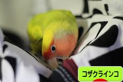 にほんブログ村 鳥ブログ コザクラインコへ