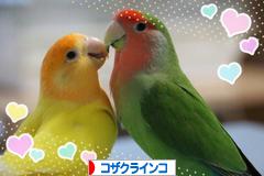 にほんブログ村 鳥ブログ コザクラインコへ