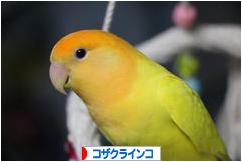 にほんブログ村 鳥ブログ コザクラインコへ