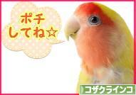 にほんブログ村 鳥ブログ コザクラインコへ