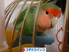 にほんブログ村 鳥ブログ コザクラインコへ