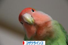 にほんブログ村 鳥ブログ コザクラインコへ