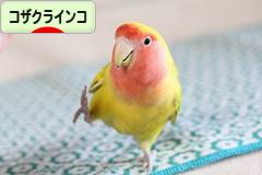 にほんブログ村 鳥ブログ コザクラインコへ