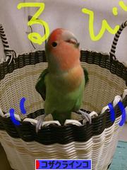 にほんブログ村 鳥ブログ コザクラインコへ