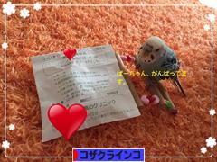 にほんブログ村 鳥ブログ コザクラインコへ