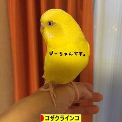 にほんブログ村 鳥ブログ コザクラインコへ