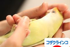 にほんブログ村 鳥ブログ コザクラインコへ