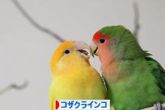にほんブログ村 鳥ブログ コザクラインコへ
