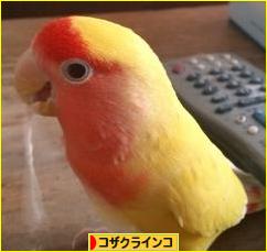 にほんブログ村 鳥ブログ コザクラインコへ