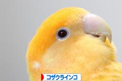 にほんブログ村 鳥ブログ コザクラインコへ
