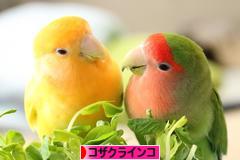 にほんブログ村 鳥ブログ コザクラインコへ