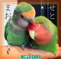 にほんブログ村 鳥ブログ コザクラインコへ