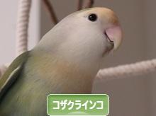 にほんブログ村 鳥ブログ コザクラインコへ