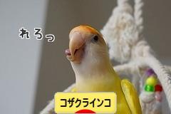 にほんブログ村 鳥ブログ コザクラインコへ