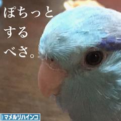 にほんブログ村 鳥ブログ マメルリハインコへ