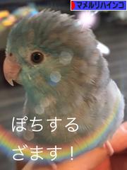 にほんブログ村 鳥ブログ マメルリハインコへ