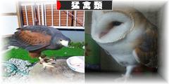 にほんブログ村 鳥ブログ フクロウ・猛禽類へ