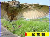 にほんブログ村 鳥ブログ フクロウ・猛禽類へ