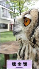 にほんブログ村 鳥ブログ 猛禽類へ