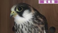 にほんブログ村 鳥ブログ 猛禽類へ