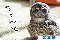 にほんブログ村 鳥ブログ 猛禽類へ