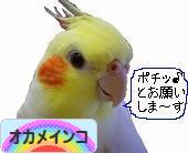 にほんブログ村 鳥ブログ オカメインコへ