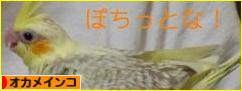 にほんブログ村 鳥ブログ オカメインコへ