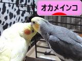 にほんブログ村 鳥ブログ オカメインコへ