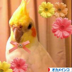 にほんブログ村 鳥ブログ オカメインコへ