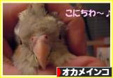 にほんブログ村 鳥ブログ オカメインコへ