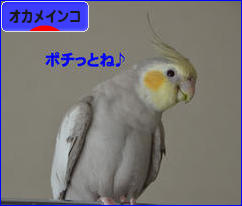 にほんブログ村 鳥ブログ オカメインコへ