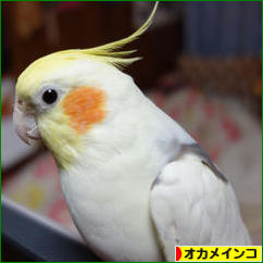 にほんブログ村 鳥ブログ オカメインコへ