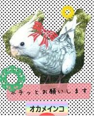 にほんブログ村 鳥ブログ オカメインコへ