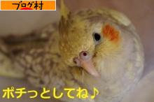 にほんブログ村 鳥ブログ オカメインコへ