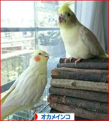 にほんブログ村 鳥ブログ オカメインコへ