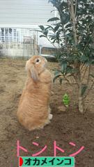 にほんブログ村 鳥ブログ オカメインコへ