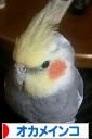 にほんブログ村 鳥ブログ オカメインコへ
