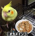 にほんブログ村 鳥ブログ オカメインコへ