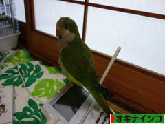 にほんブログ村 鳥ブログ オキナインコへ