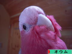 にほんブログ村 鳥ブログ オウムへ